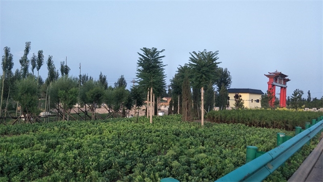 标题：张家口经开区腰站堡饮用水源地生态涵养绿化
浏览次数：2578
发表时间：2020-10-16