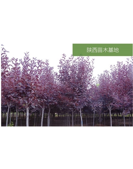 标题：苗木基地
浏览次数：2165
发表时间：2020-10-17