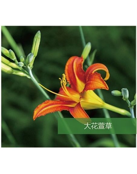 标题：地被
浏览次数：1504
发表时间：2020-10-17