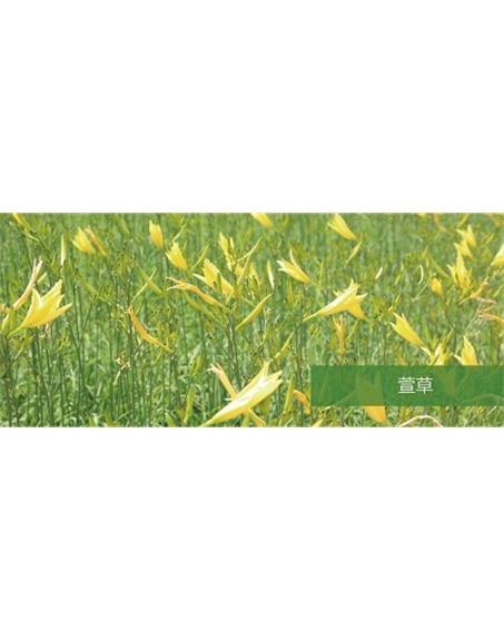 标题：地被
浏览次数：1561
发表时间：2020-10-17