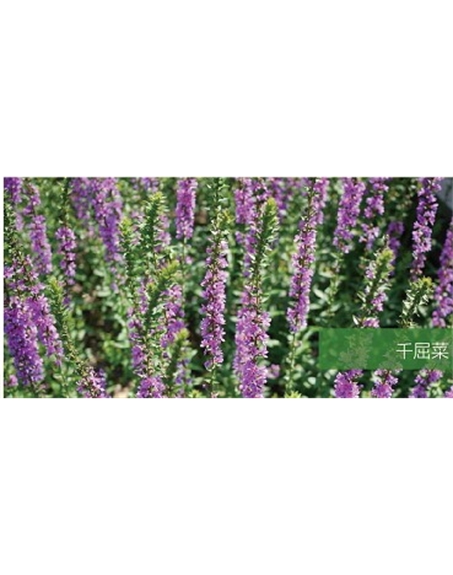 标题：地被
浏览次数：1857
发表时间：2020-10-17
