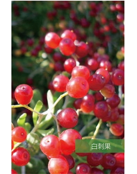 标题：名贵树种
浏览次数：1489
发表时间：2020-10-17