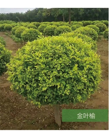 标题：名贵树种
浏览次数：1495
发表时间：2020-10-17