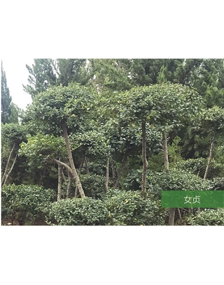 标题：名贵树种
浏览次数：1521
发表时间：2020-10-17
