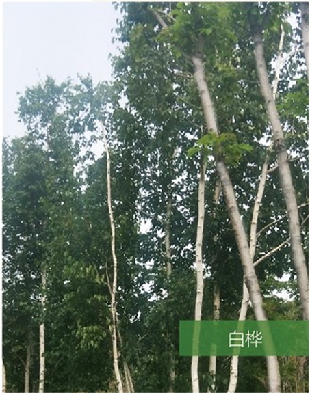 标题：名贵树种
浏览次数：1569
发表时间：2020-10-17