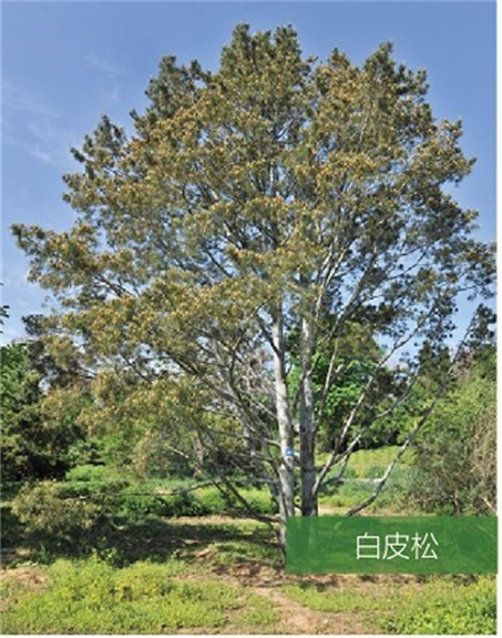 标题：名贵树种
浏览次数：2011
发表时间：2020-10-17
