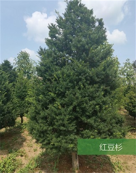 标题：名贵树种
浏览次数：1843
发表时间：2020-10-17