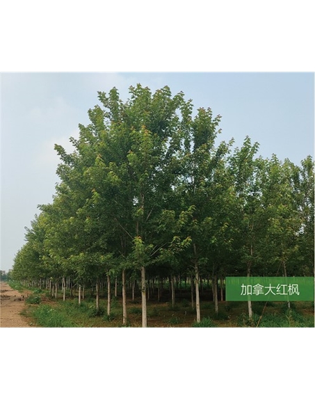 标题：名贵树种
浏览次数：1802
发表时间：2020-10-17
