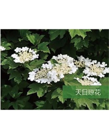 标题：乔灌木
浏览次数：1573
发表时间：2020-10-17