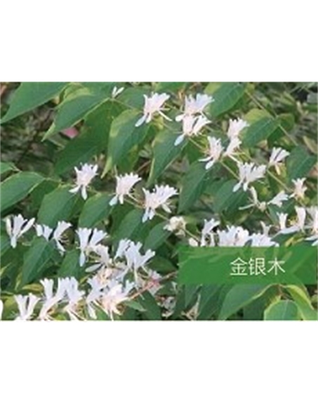 标题：乔灌木
浏览次数：1494
发表时间：2020-10-17