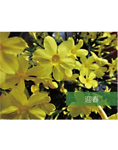 标题：乔灌木
浏览次数：1418
发表时间：2020-10-17