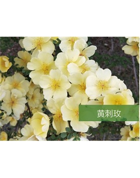 标题：乔灌木
浏览次数：1405
发表时间：2020-10-17