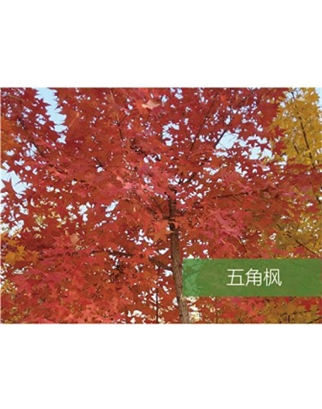 标题：乔灌木
浏览次数：1547
发表时间：2020-10-17