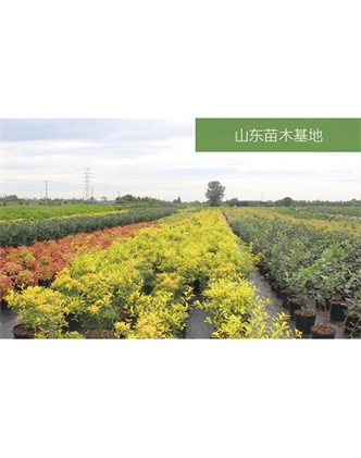 标题：苗木基地
浏览次数：2092
发表时间：2020-10-17