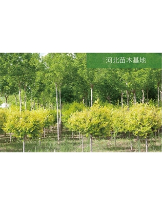 标题：苗木基地
浏览次数：1950
发表时间：2020-10-17