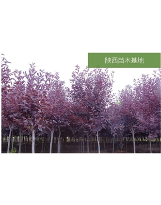 标题：苗木基地
浏览次数：2071
发表时间：2020-10-17