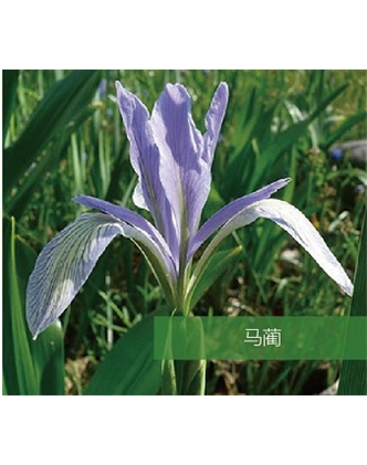 标题：地被
浏览次数：1519
发表时间：2020-10-17