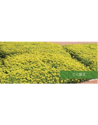 标题：地被
浏览次数：1971
发表时间：2020-10-17