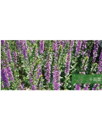 标题：地被
浏览次数：1856
发表时间：2020-10-17