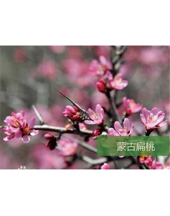 标题：名贵树种
浏览次数：1253
发表时间：2020-10-17