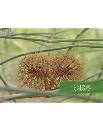 标题：名贵树种
浏览次数：1397
发表时间：2020-10-17
