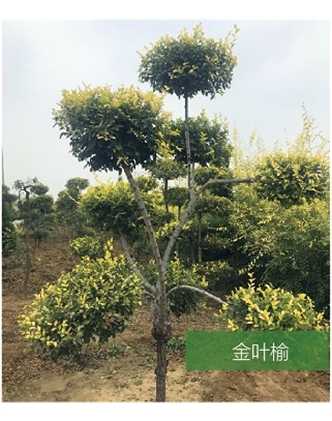 标题：名贵树种
浏览次数：1400
发表时间：2020-10-17