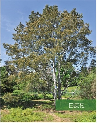 标题：名贵树种
浏览次数：984
发表时间：2020-10-17