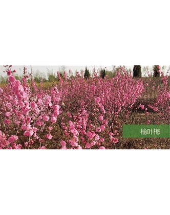标题：乔灌木
浏览次数：1567
发表时间：2020-10-17