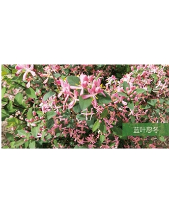 标题：乔灌木
浏览次数：1485
发表时间：2020-10-17