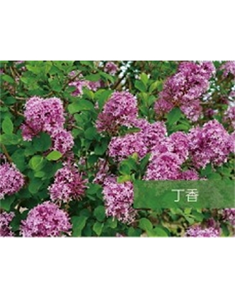 标题：乔灌木
浏览次数：1488
发表时间：2020-10-17
