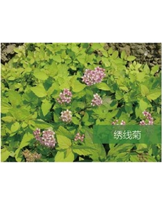 标题：乔灌木
浏览次数：1559
发表时间：2020-10-17