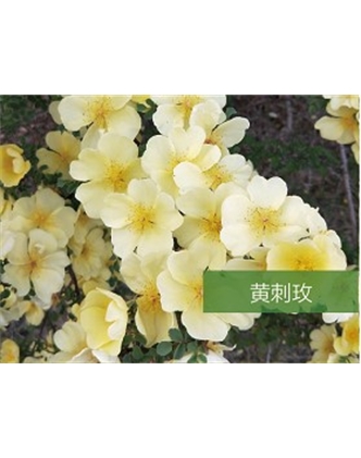 标题：乔灌木
浏览次数：1403
发表时间：2020-10-17
