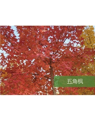 标题：乔灌木
浏览次数：1546
发表时间：2020-10-17