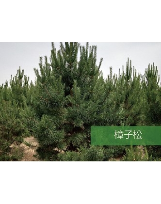 标题：乔灌木
浏览次数：1512
发表时间：2020-10-17