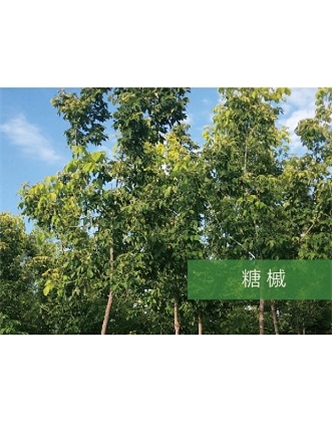 标题：乔灌木
浏览次数：2200
发表时间：2020-10-17
