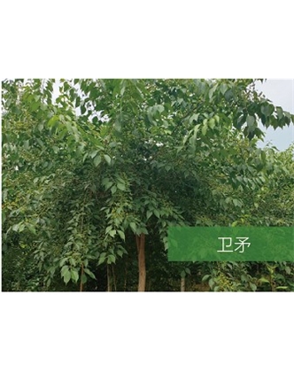 标题：乔灌木
浏览次数：2158
发表时间：2020-10-17