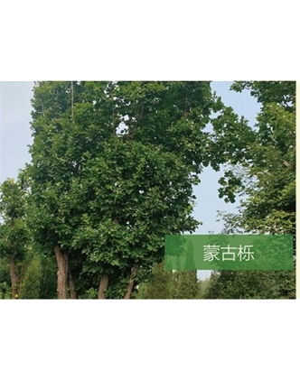标题：乔灌木
浏览次数：2123
发表时间：2020-10-17