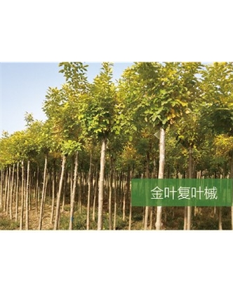 标题：乔灌木
浏览次数：1998
发表时间：2020-10-17